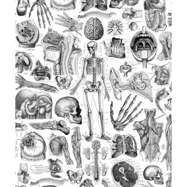 CafePress Anatomy_W_Twin_Duvet Throw Blanket Super Soft Fleece Plush Throw Blanket, 60"x50"