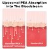 Liposomal Palmitoylethanolamide 1000 mg + Luteolin 100 mg, Micronized Pea
