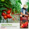 Survival Garden Seeds - Ace 55-VF Tomato Seed for Planting