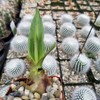 Furcraea foetida Green Cacti Cactus Succulent Real Live Plant