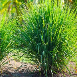 Mai's Fmaily West Indian Lemongrass Seeds | Natural Mosquito Repellent | Fresh Non-GMO - 100 Seeds (No tracking for orders under $15)