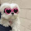 Dog Heart Shaped Goggles Wind-Resistant – Stylish Cute UV Protection