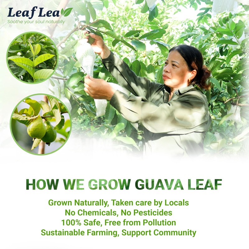LeafLea 120 Guava Leaf Tea Bags, Premium Natural Herbal Tea,