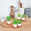 Seishin Ceramics EG-5702 Easy Cultivation Kit, Easy Growing Kit, Loose