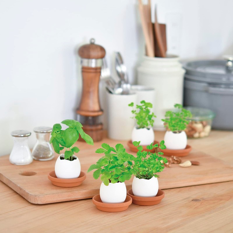 Seishin Ceramics EG-5702 Easy Cultivation Kit, Easy Growing Kit, Loose