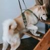 Dog Front Leg Support Sling Portable Breathable Split Auxiliary Chest