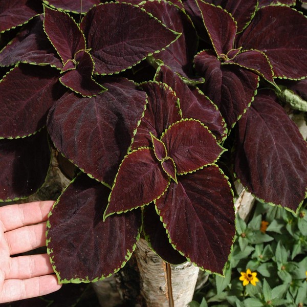 Outsidepride Coleus Chocolate Mint Foliage Indoor Or Outdoor House Plant Flower Seeds - 40 Seeds
