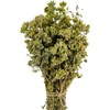 Oregano bunch organic wild sun dried from the Greek mountains,