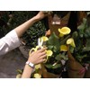 Flower Scissors Hand Creation F-170 limited color Yellow