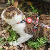 Arnés y correa para gatos a prueba de escape, para