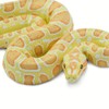 Safari 100250 Albinovil Python Figure - XL
