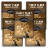 Money Plant Seed for Planting - 5 Packets with Instructions