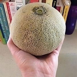 Melon Minnesota Midget Great Heirloom Vegetable by Seed Kingdom Bulk 1 Oz Seeds