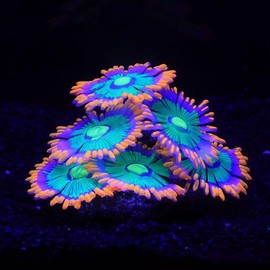 ZtohPyo Glowing Effect Soft Anemone Aquarium Fish Tank Decorations Silicone Glow in The Dark Artificial Ornament Plants for Aquarium Landscape Small/Large Fish Bowl Decor Accessories