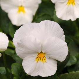Outsidepride Cool Wave White Viola Pansy Seeds for Planting - 15 Pcs. Biennal, Spreading, Cold-Hardy & Pollinator Friendly Flowers with Fragrant Blooms for Garden Beds, Borders & Container Displays