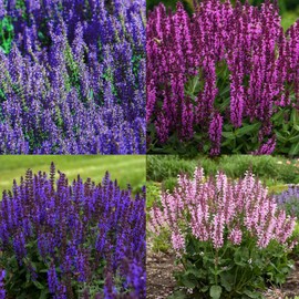 1200+ Perennial Sage Salvia Coccinea Seeds for Planting Outdoor-Annual Salvia Farinacea Wild Flower Garden Home Plant Non-GMO