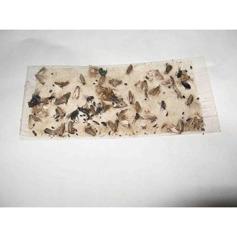8 pk Economy All Insect Traps/Glue Boards/Window Strips.. Fly, Bees,