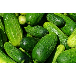 Ultra-Compact Cucumber Plant Seeds “Space Master 80” - Ideal for Container Gardens and Patio Gardens – Heirloom Seeds | Liliana's Garden |
