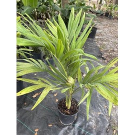 Eddies Acres Christmas Tree Palm Live Plant, 3-4 Feet Tall, Indoor, 3 Gallon