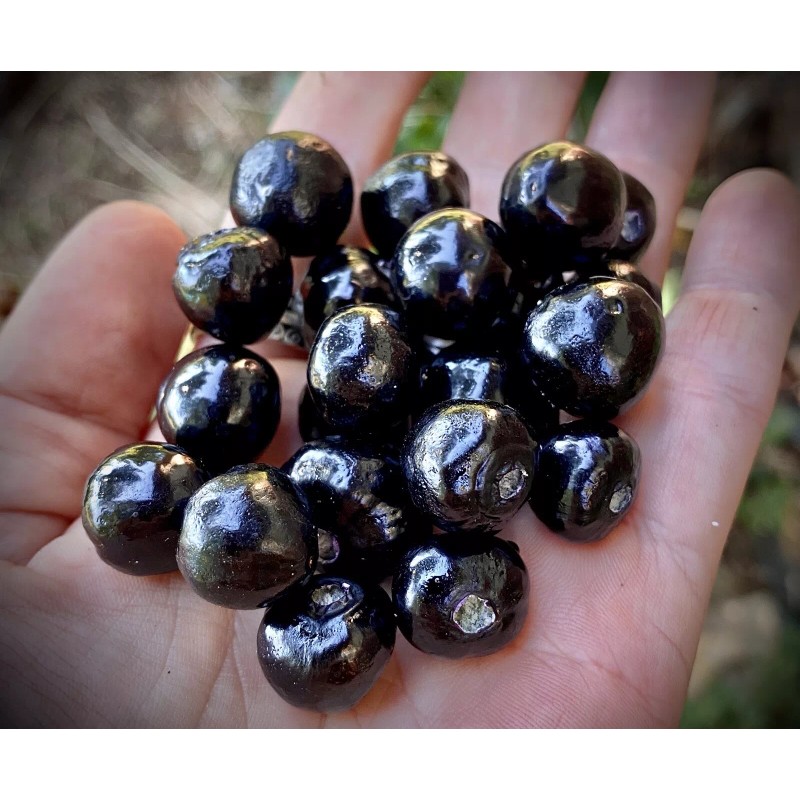 Feral Magic 2oz Belladonna Flower Essence Stop Negative Thoughts! Be