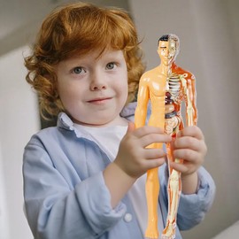 SUQ Science Can Human Body Model for Kids, Human Torso Anatomy Model, Removable Human Body Science Kit for Kids Boys Girls Age 6+, Skeleton