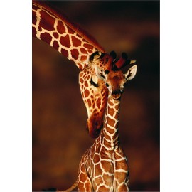 ART.COM Canvas Wall Art Prints Giraffe and Baby by Lantern Press, Animals Decor, 12" x 18"