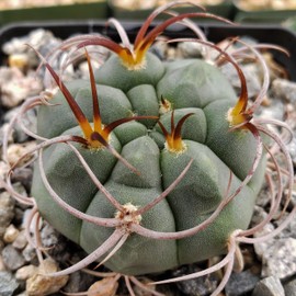 Gymnocalycium tillianum Cacti Cactus Succulent Real Live Plant