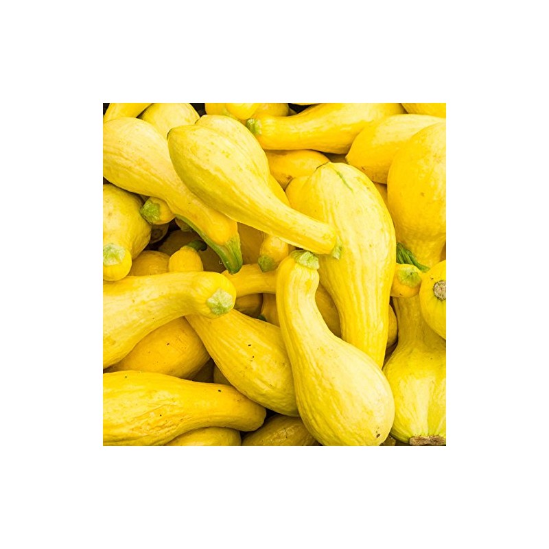 Crookneck Summer Squash Garden Seeds - 1 Lbs - Heirloom,