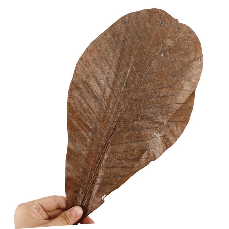 ABOOFAN 20pcs Dried Leaf Sushi Plating Mats Japanese Sashimi Decor