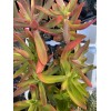 Jade RARE 2 STUNNING Crassula Capitella 'Campfire' with roots- Jade