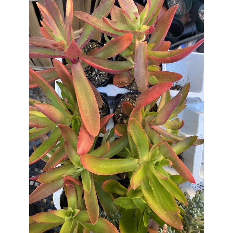 Jade RARE 2 STUNNING Crassula Capitella 'Campfire' with roots- Jade