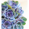 TINDAY Succulents DIY Paint by Numbers Kit for Adults Beginner