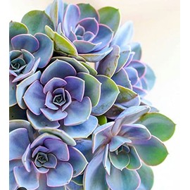 TINDAY Succulents DIY Paint by Numbers Kit for Adults Beginner DIY Canvas Painting by Numbers Flower Acrylic Painting for Home Decoration Paint by Numbers Succulents 16x20 in (Blue Succulents)
