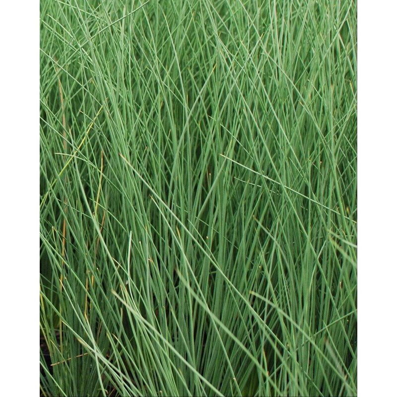 Perennial Farm Marketplace Juncus inflexus 'Blue Arrows' (Rush) Ornamental Grass,