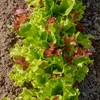 Burpee 'Gourmet Blend' Lettuce Seeds - 680mg Non-GMO Seed Packet