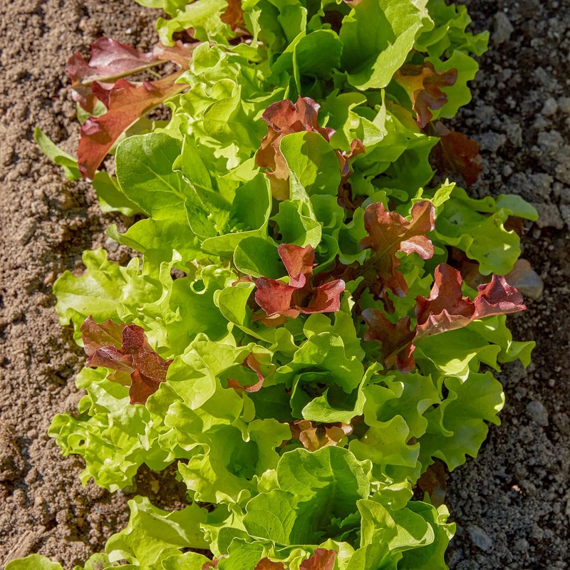 Burpee 'Gourmet Blend' Lettuce Seeds - 680mg Non-GMO Seed Packet