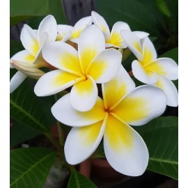 Hawaiian Yellow Plumeria Fresh Starter Cutting Single Head 10inch Unrooted x10