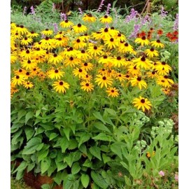 Little Seed Store 2001+BLACK EYED SUSAN Flower Seeds Perennial Native Wildflower Drought Heat Cold