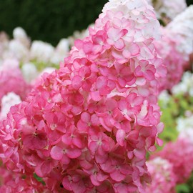 YEGAOL Garden 80Pcs Strawberry Hydrangea Seeds Ornamental Cut Flowers Showy Attract Butterflies Salt Tolerant Easy to Care Beds Borders Hedges Screens Flower Seeds