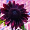 100 Sunflower ‘Chocolate Cherry’ Flower Seeds Helianthus annuus