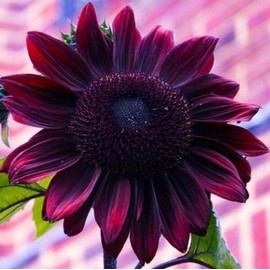 100 Sunflower ‘Chocolate Cherry’ Flower Seeds Helianthus annuus