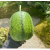 Fresh Apple Luffa Seeds - Muop Tao, Rare Heirloom Non-GMO