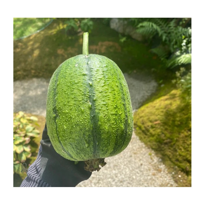 Fresh Apple Luffa Seeds - Muop Tao, Rare Heirloom Non-GMO