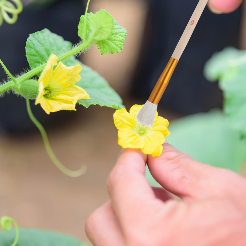 Pollination Brush Set 8 Pcs Vegetable Pollination Brush Pollination Tools