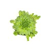 Sempervivum Succulents Plants Live Indoor Plants (3PK), Sempervivum Plants Live