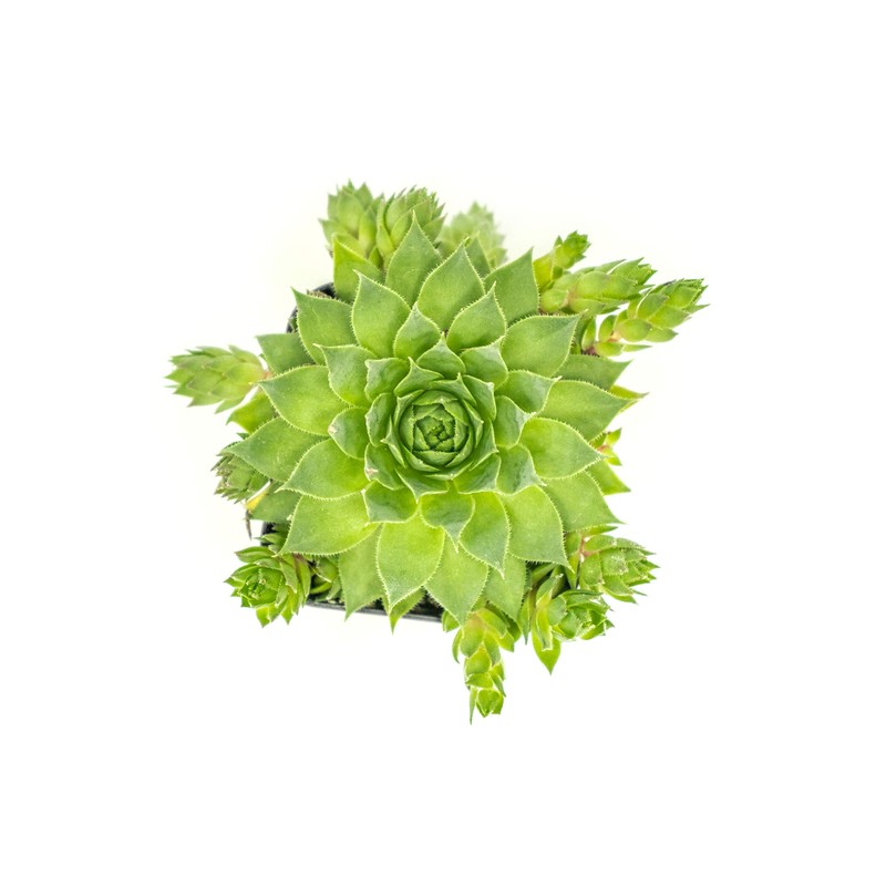 Sempervivum Succulents Plants Live Indoor Plants (3PK), Sempervivum Plants Live