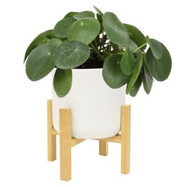 Costa Farms Chinese Money Pilea Peperomioides, Sharing Indoor Plant, 14-Inches Tall, White