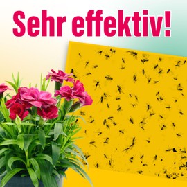 21 x inseko Yellow Stickers I Yellow Plates Against Fungus Gnats I Yellow Trap 100% Toxin-Free (Pack of 21)