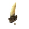 Tyrannosaurus Rex Large Tooth Replica – 6.5" Fossil Cast with