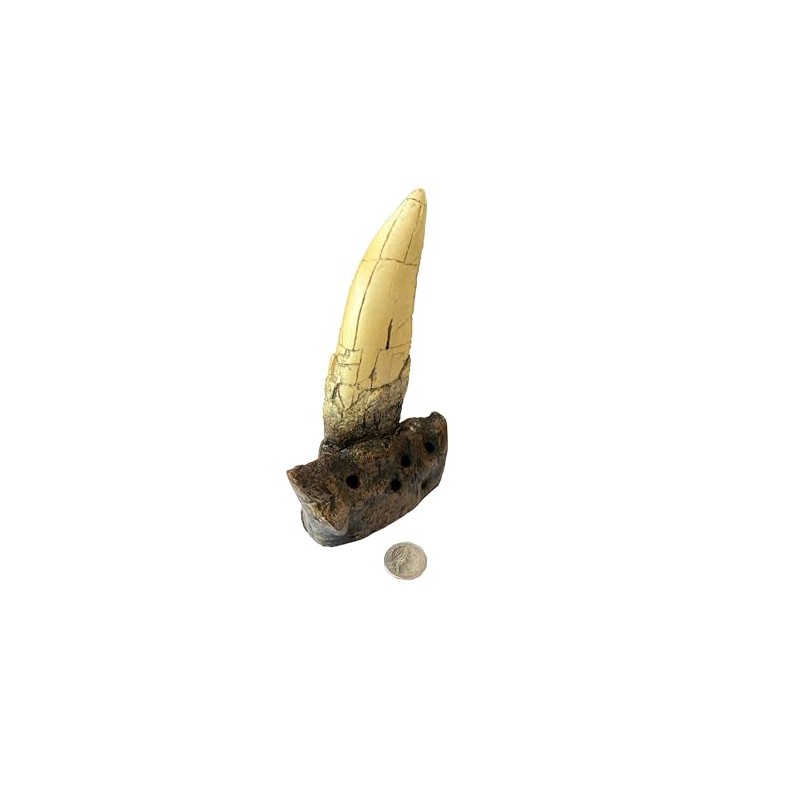 Tyrannosaurus Rex Large Tooth Replica – 6.5" Fossil Cast with